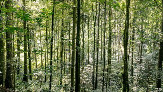 Vedellä puhdistaminen – miten Geberit AquaClean auttaa säästämään puuta