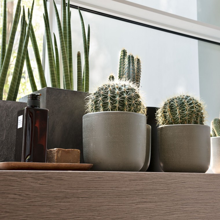 Erilaisia kasveja ikkunalaudalla Erilaisia kasveja ikkunalaudalla