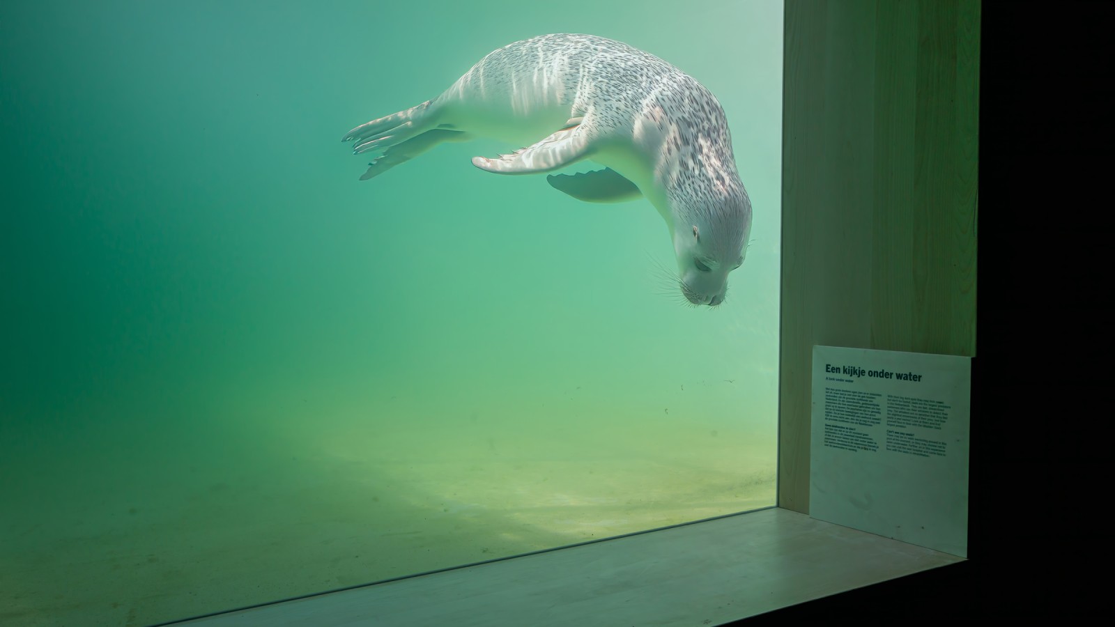 Loukkaantuneet tai sairaat eläimet on tarkoitus palauttaa luontoon mahdollisimman nopeasti (© Tjeerd Visser)