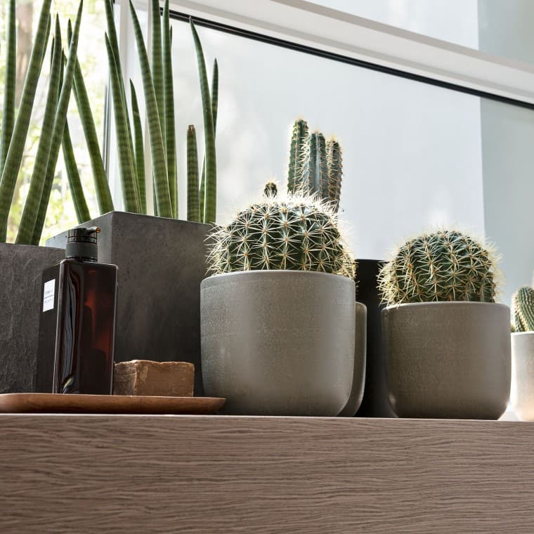 Erilaisia kasveja ikkunalaudalla Erilaisia kasveja ikkunalaudalla