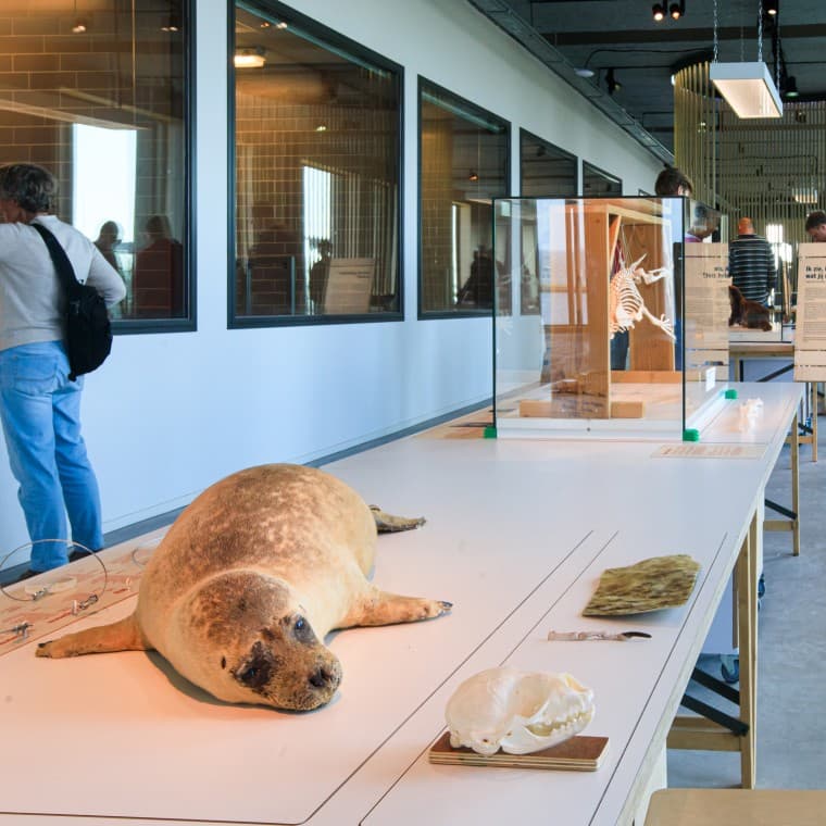 Tiesitkö, että hylje on Alankomaiden suurin petoeläin? (© Tjeerd Visser) Tiesitkö, että hylje on Alankomaiden suurin petoeläin? (© Tjeerd Visser)