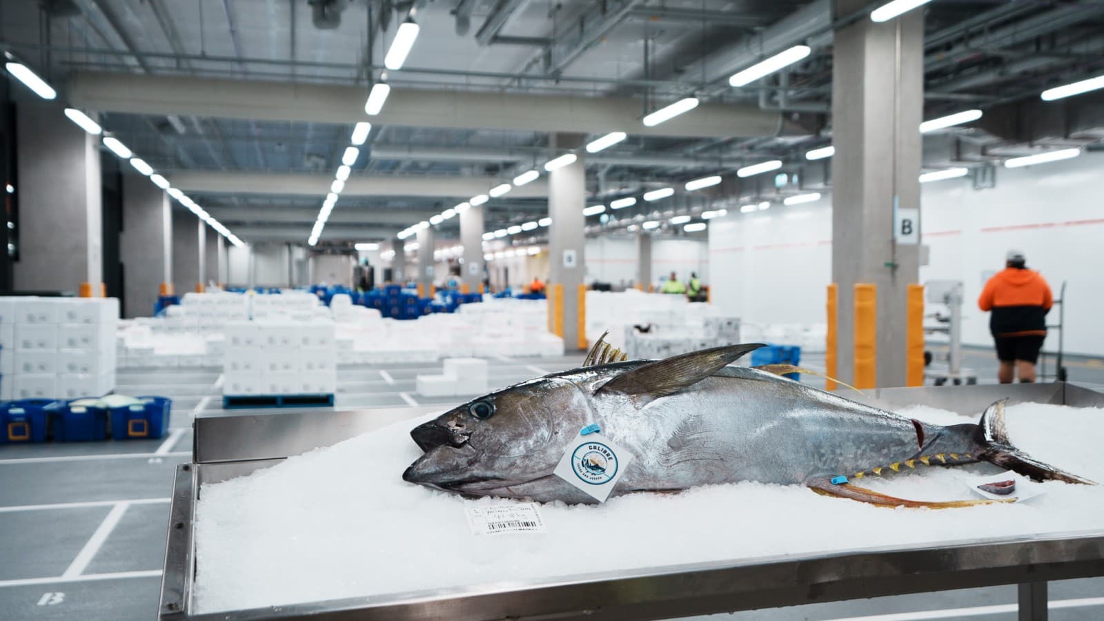 New Sydney Fish Marketissa työstetään ja myydään päivittäin 50–60 tonnia kalaa ja äyriäisiä (© Grainger Films) New Sydney Fish Marketissa työstetään ja myydään päivittäin 50–60 tonnia kalaa ja äyriäisiä (© Grainger Films)